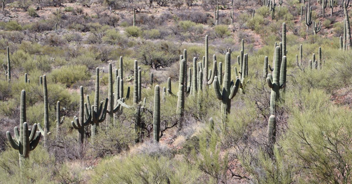 Scenic view of saguaro cacti in the Sonoran Desert near Vail, Arizona during daytime.
